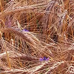 Mazurska Jezioro I Aquapark 6 Min, Centrum I Promenada 12 Min 3*