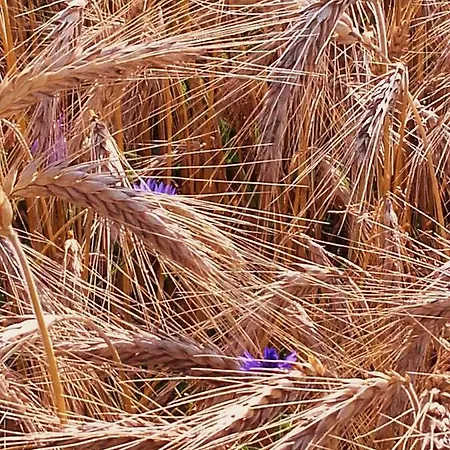 Mazurska Jezioro I Aquapark 6 Min, Centrum I Promenada 12 Min 4*