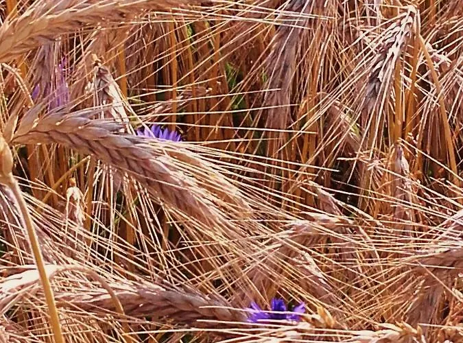 Mazurska Jezioro I Aquapark 6 Min, Centrum I Promenada 12 Min 4*